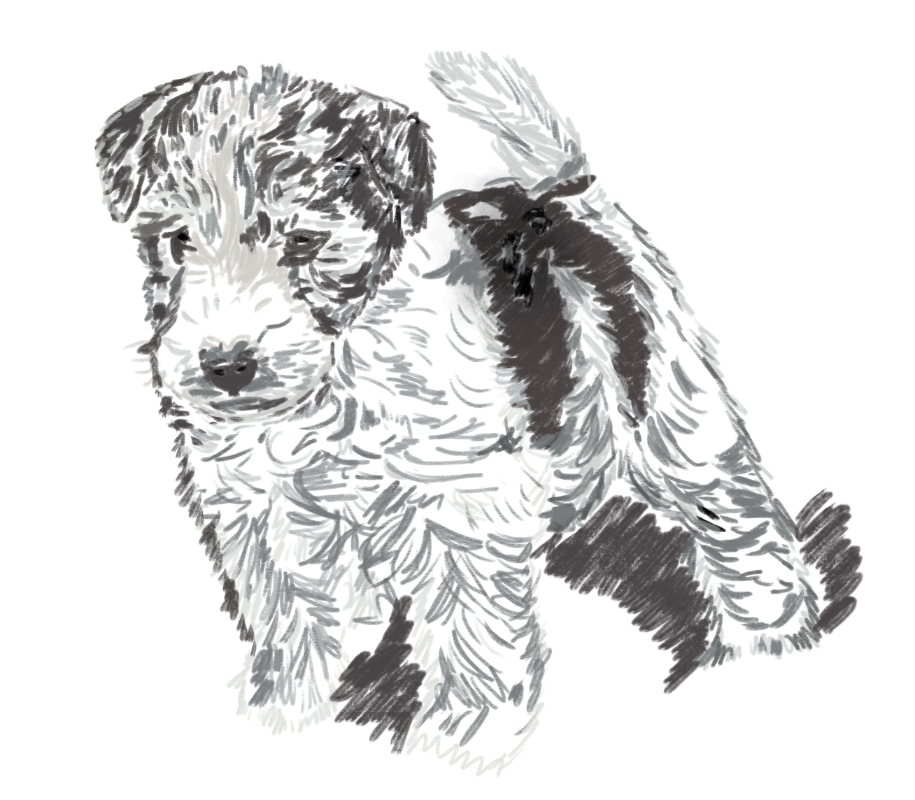 Fox Terrier